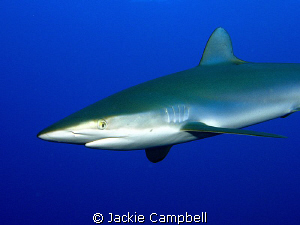 The silky sharks on this dive were playing "chicken" with... by Jackie Campbell 
